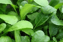 Rau sạch vườn nhà: Lưu ý khi trồng loại rau họ cải