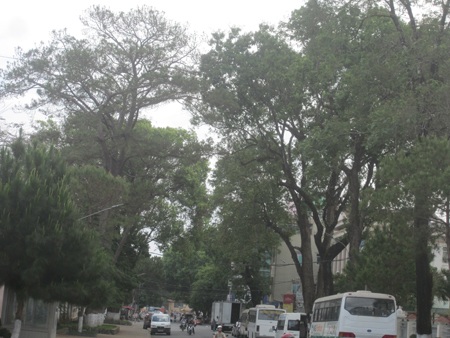 Nỗ lực cứu hàng nghìn "cây biểu tượng" của phố núi Pleiku