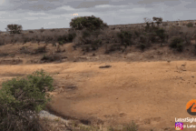 Bị sư tử vây kín, lợn hoang dùng "tuyệt kỹ" trốn thoát đơn giản tới khó tin