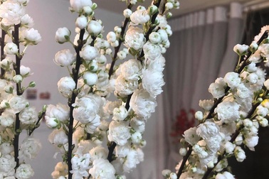 Dân Việt tranh nhau chi chục triệu đồng rước đào trắng Hà Lan chơi Tết