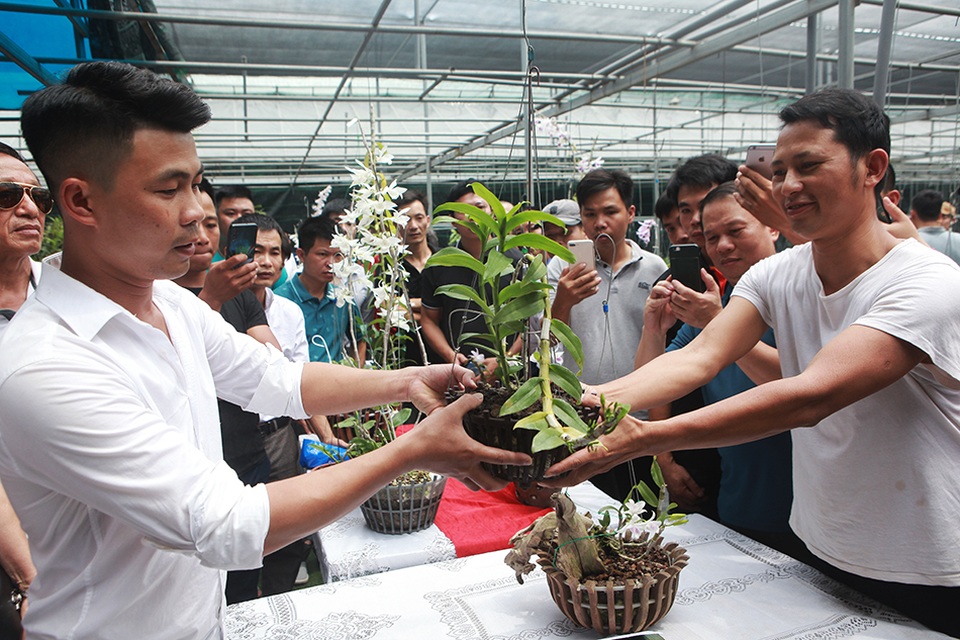 Chiêm ngưỡng những giỏ hoa lan đột biến hiếm có giá hàng trăm triệu - 14 Chiêm ngưỡng những giỏ hoa lan đột biến hiếm có giá hàng trăm triệu - 14