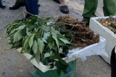 Phát hiện gần 40kg củ và lá nghi giả sâm Ngọc Linh