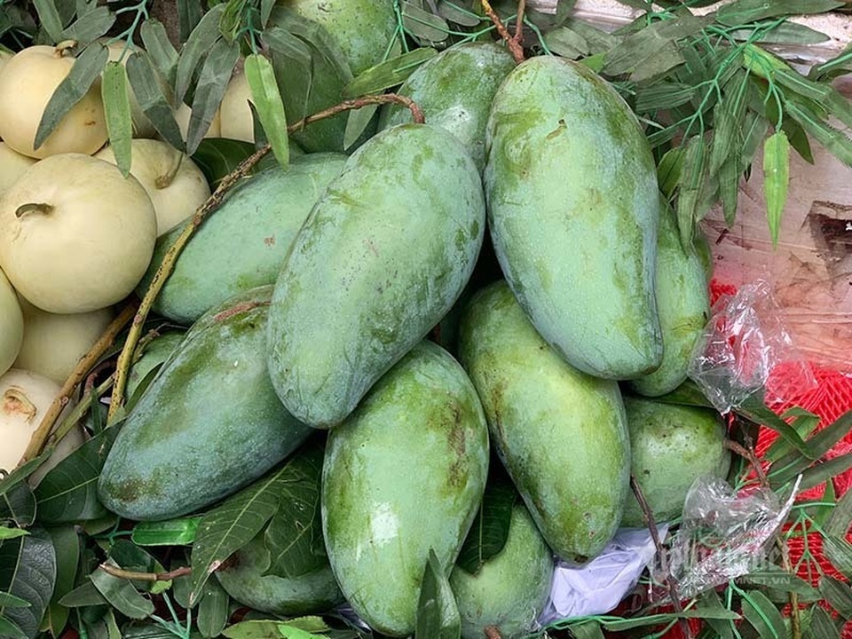 Xoài khổng lồ xuất hiện tràn khắp chợ Hà Nội - 7 Xoài khổng lồ xuất hiện tràn khắp chợ Hà Nội - 7