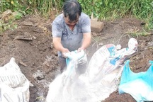 Tiêu hủy nhiều con lợn tại một lò mổ có dấu chấm đỏ ở chân và đầu