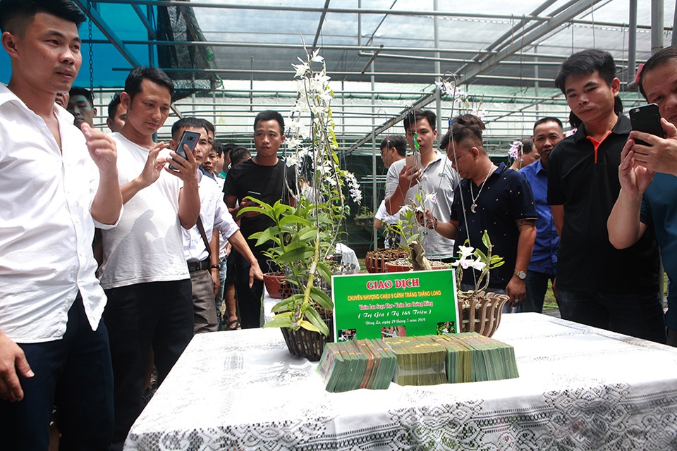 Chiêm ngưỡng những giỏ hoa lan đột biến hiếm có giá hàng trăm triệu - 13 Chiêm ngưỡng những giỏ hoa lan đột biến hiếm có giá hàng trăm triệu - 13