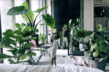 Bất ngờ với căn hộ 120m2 nhưng có tới hơn 50 loại cây xanh trang trí