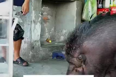 Báo nước ngoài đưa tin về gia đình Việt nuôi lợn rừng làm thú cưng