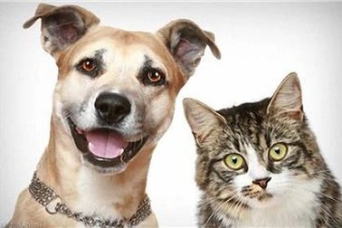 Nữ MC chuyển nhà vì 2 chú cún và chuyện không hồi kết "thú cưng ở chung cư"