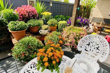 Vườn cây xinh xắn, ngập hoa của mẹ đảm gốc Việt ở Úc