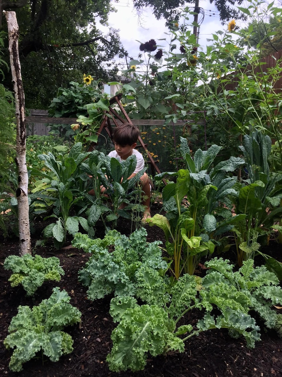 Vườn rau sạch đủ loại hái không xuể, mẹ đảm chia cho cả hàng xóm - 9