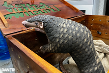 Giải cứu tê tê vàng quý hiếm