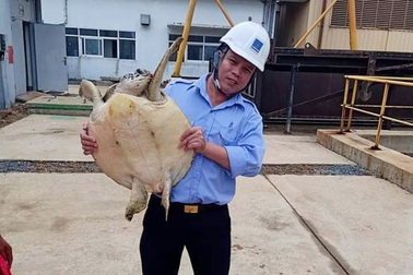 Giải cứu đồi mồi hơn 10kg vướng guồng bơm nhà máy nhiệt điện