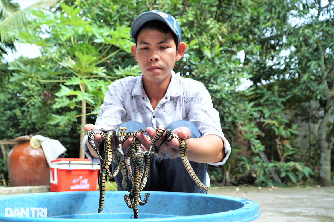 Chàng thợ hồ kiếm trăm triệu đồng mỗi năm với 8m2 bể nuôi nhung nhúc rắn - 4 Chàng thợ hồ kiếm trăm triệu đồng mỗi năm với 8m2 bể nuôi nhung nhúc rắn - 4
