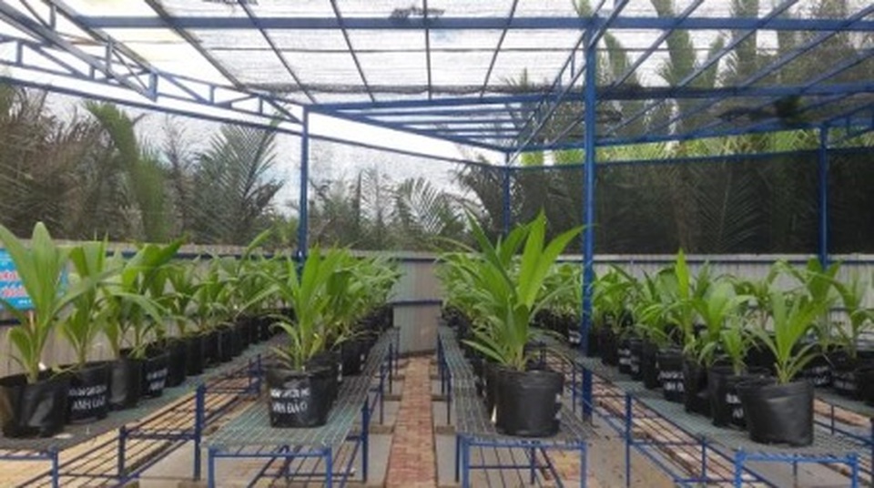 Sản xuất giống dừa sáp bằng công nghệ nuôi cấy cứu phôi - 1 Sản xuất giống dừa sáp bằng công nghệ nuôi cấy cứu phôi - 1