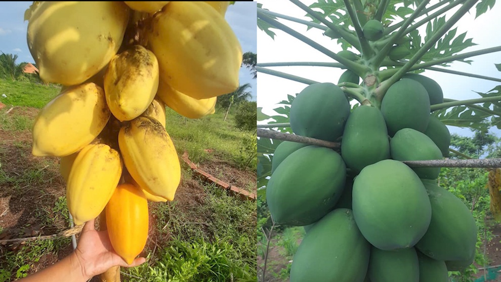 Về quê vì dịch, chàng trai mê làm vườn không còn muốn quay lại thành phố - 8 Về quê vì dịch, chàng trai mê làm vườn không còn muốn quay lại thành phố - 8