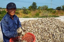 Kiệu Tết mất mùa, mất cả giá