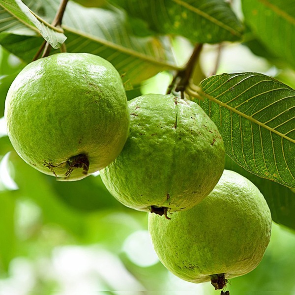 Ăn loại quả này vào buổi sáng giúp hạ đường huyết - 1 Ăn loại quả này vào buổi sáng giúp hạ đường huyết - 1