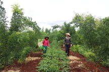 Trồng loại cây thân gỗ, cho hoa chỉ để thu nụ, kiếm hàng trăm triệu mỗi năm