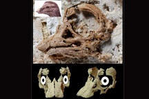 Lần đầu tiên tìm thấy hoá thạch phôi khủng long cực hiếm