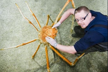 Cua khổng lồ nặng 15kg