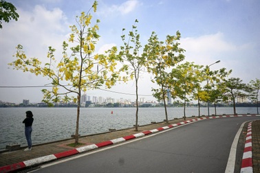 Hoa muồng hoàng yến nhuộm vàng con đường ven hồ Hà Nội