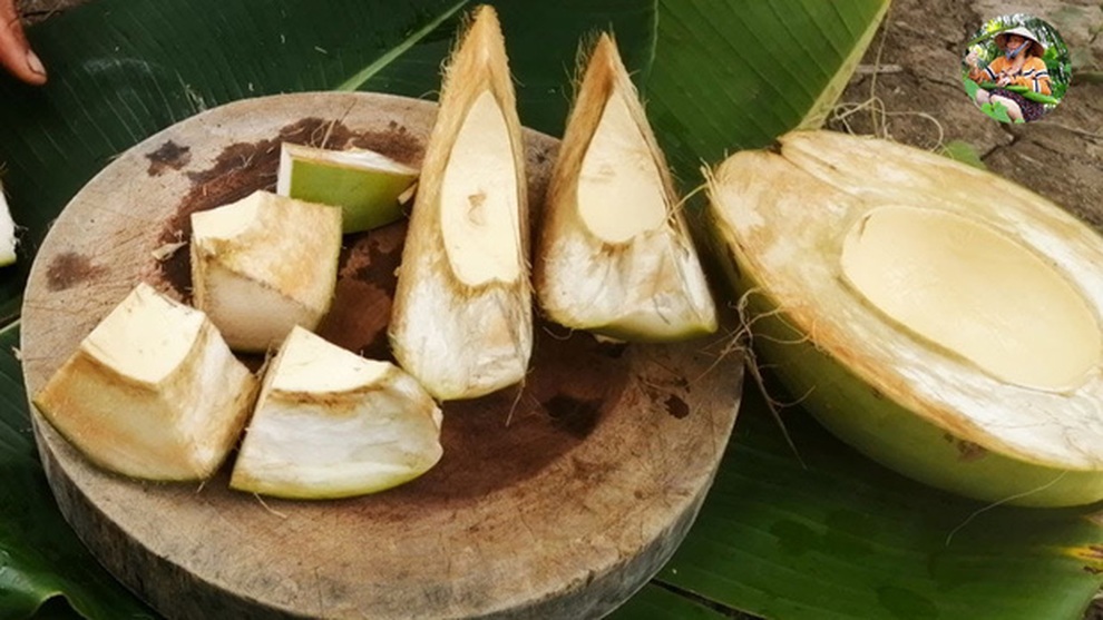 Giống dừa lạ bỏ nước, bổ như bổ cam và chỉ lấy phần vỏ để ăn - 2 Giống dừa lạ bỏ nước, bổ như bổ cam và chỉ lấy phần vỏ để ăn - 2