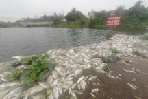 Tìm nguyên nhân khiến cá chết trắng bờ suối ở Thanh Hóa