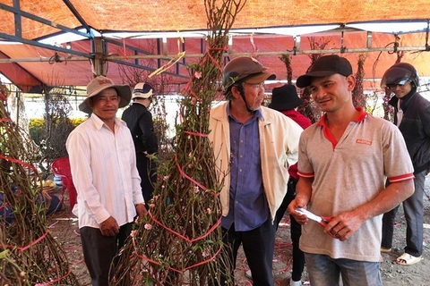 Đào “xứ Bắc” “lên núi” đón tết cùng người dân