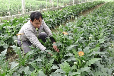 Vừa làm nhân viên đường sắt, vừa trồng hoa thu hàng trăm triệu đồng