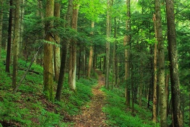 Giảm stress hiệu quả bằng cách...ngắm cây xanh