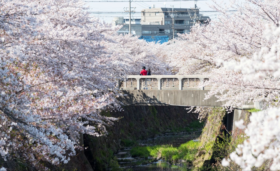 Hanami - Lễ hội ngắm hoa anh đào xứ phù tang - 1 Hanami - Lễ hội ngắm hoa anh đào xứ phù tang - 1