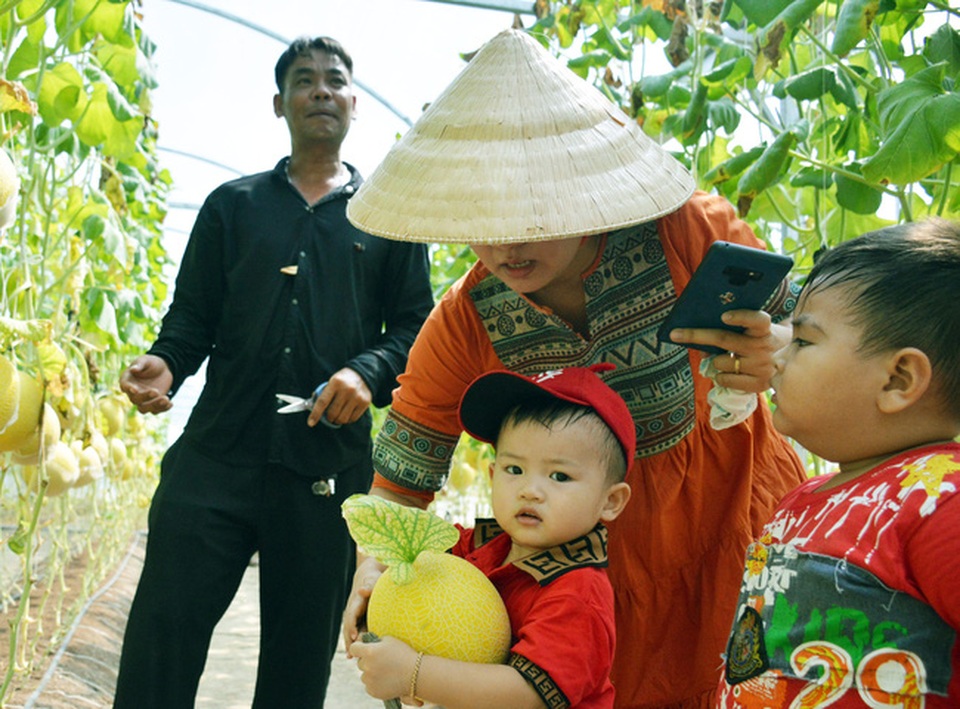 Vườn dưa khủng độc nhất Cà Mau: Toàn loại độc, lạ - 9 Vườn dưa khủng độc nhất Cà Mau: Toàn loại độc, lạ - 9