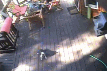 Sói đồng cỏ ngang nhiên tấn công chó nhà ngay trước mặt chủ