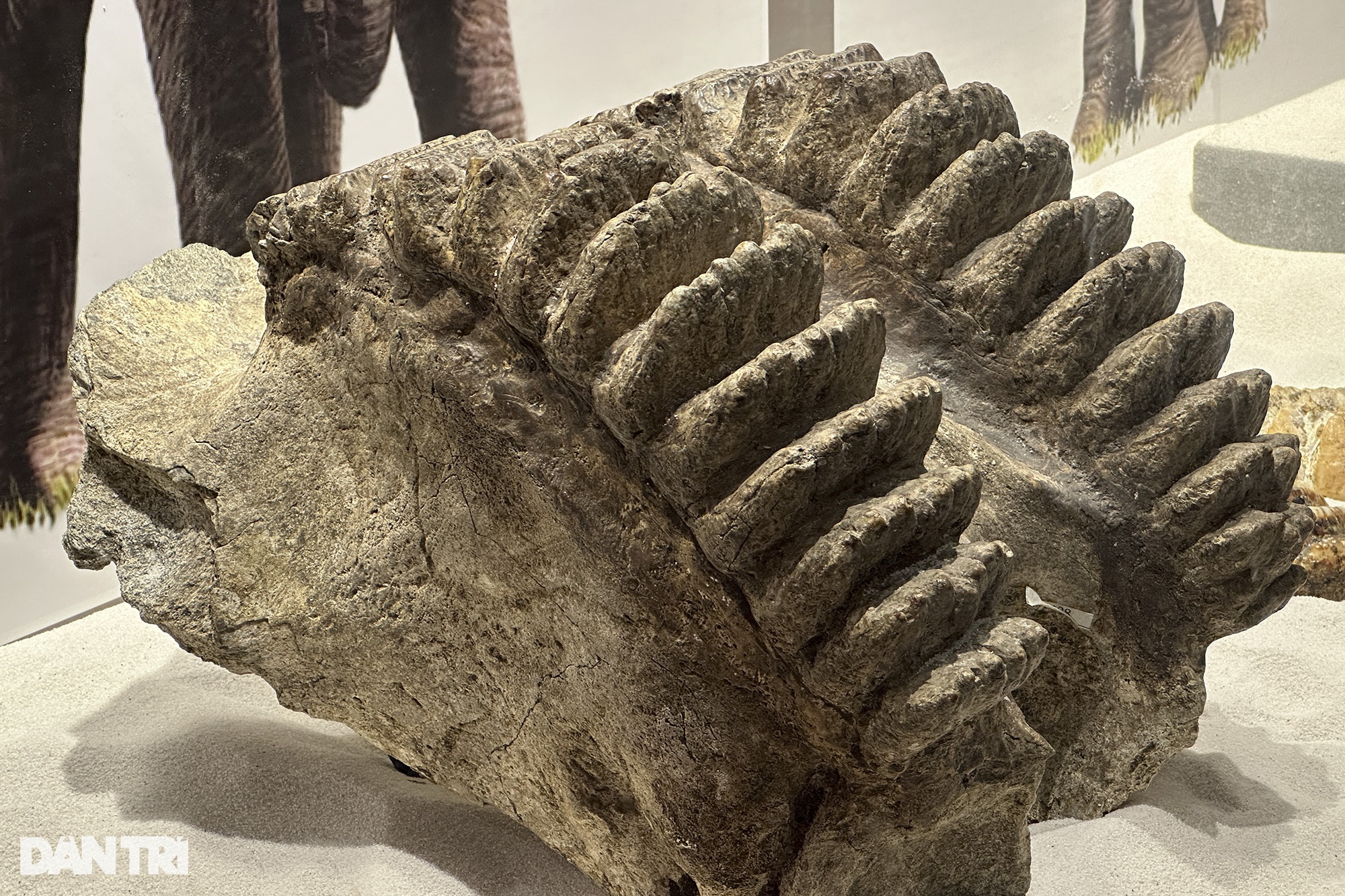 Hóa thạch tuyệt đẹp từ hàng trăm triệu năm trước được trưng bày tại Hà Nội - 4