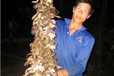 Câu ếch mùa lũ, kiếm nửa triệu đồng/ngày