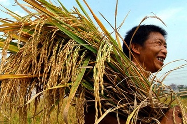 Nuôi gà 70 ngày chỉ bằng cốc trà đá, trồng lúa lãi 25.000 đồng/ngày