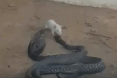 Chuột tấn công tới tấp như muốn "ăn tươi nuốt sống" rắn hổ mang chúa