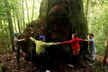 Kỳ bí "vương quốc" pơmu với những "cụ" cây gần... 2.000 năm tuổi