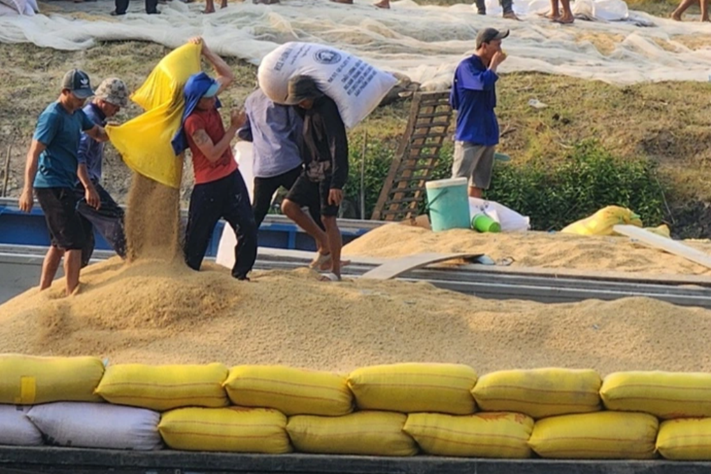 Giá gạo tăng từng ngày, có thời điểm đứng đầu thế giới - 2 Giá gạo tăng từng ngày, có thời điểm đứng đầu thế giới - 2