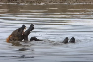 Video linh cẩu bơi ngửa khiến cộng đồng mạng phát sốt