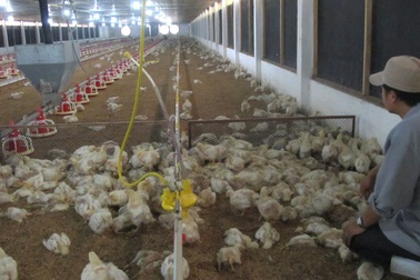 Tết này sẽ ăn gà... nhập