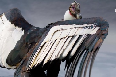 Thần ưng Andes - loài chim ăn xác thối nặng nhất thế giới