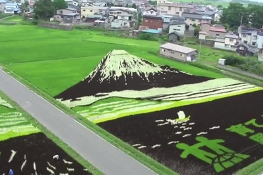 Ngôi làng nghèo “lột xác” thu hút du lịch nhờ sức hút từ cánh đồng lúa biến thành tranh