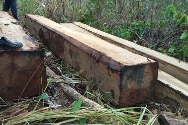 Vụ lâm tặc khai thác gỗ khủng: “Hàng tuần họp đều báo cáo rừng không bị xâm hại”