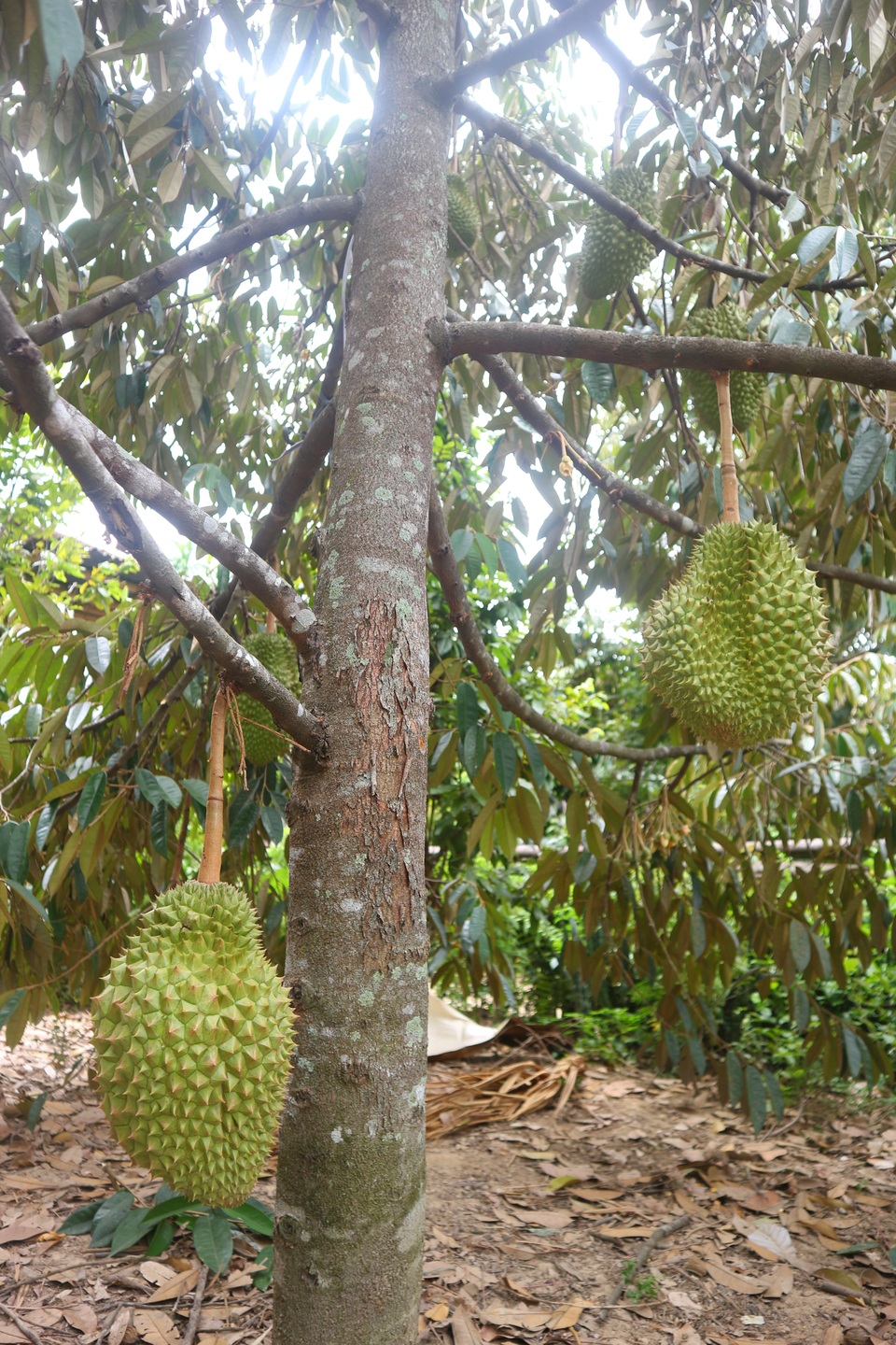 Khám phá những làng quê xứ Quảng yên bình, thơ mộng khi hè về - 5 Khám phá những làng quê xứ Quảng yên bình, thơ mộng khi hè về - 5