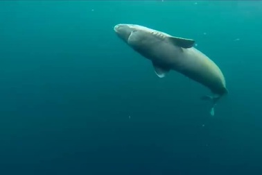 Bất ngờ với loài cá mập sống thọ tới 4 thế kỷ