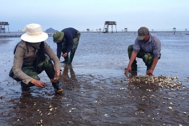 Vụ ngao chết hàng loạt: Hỗ trợ hơn 8,6 tỷ đồng