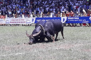Chung kết Lễ hội chọi trâu Đồ Sơn 2017 diễn ra trong an toàn
