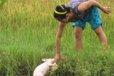 “Đủng đỉnh” chống dịch bệnh cấp