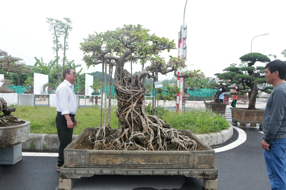 Mãn nhãn cây đa dáng làng có giá 2 tỷ đồng “độc nhất vô nhị” ở Hà Nội - 1 Mãn nhãn cây đa dáng làng có giá 2 tỷ đồng “độc nhất vô nhị” ở Hà Nội - 1